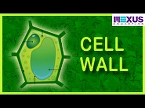 Cell Wall