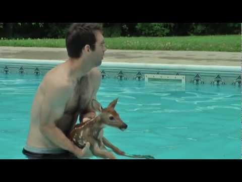 Baby Deer trapped in Pool