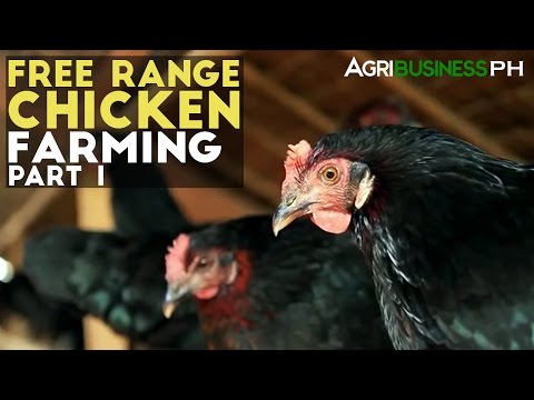 Free Range Chickens in the Philippines- Agribusiness Season 1 Episode 10 Part 1