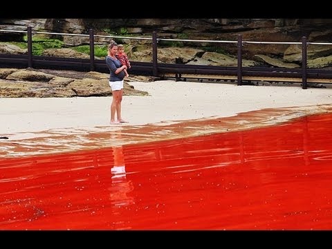 Bondi Beach's algae bloom turned the water BLOOD RED!