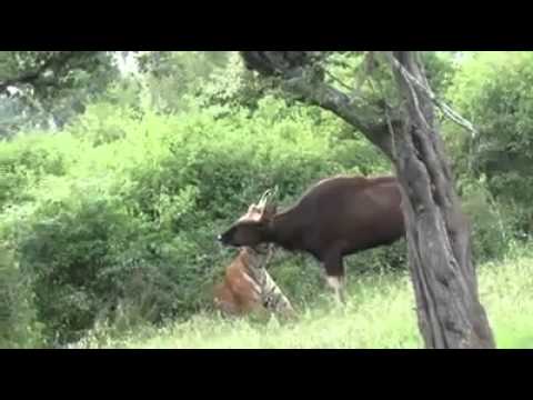 Tiger attack - Tadoba Andhari Tiger Project