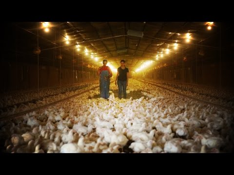 Chicken factory farmer speaks out