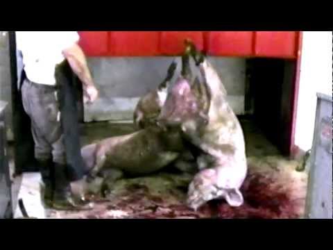 WHY Vegetarian WARNING GRAPHIC TRUTH Factory Farm MEAT Fish (MFA no PETA) HSUS ASPCA Animal Cruelty