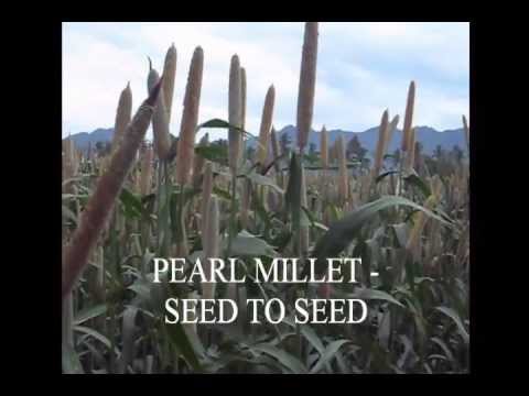 Pearl millet sowing to harvest