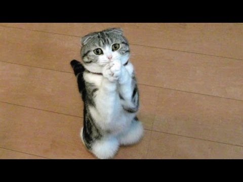 Funny cats and dogs begging for food - Cute animal compilation