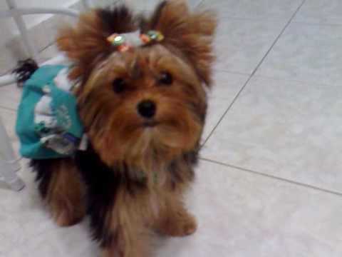 Yorkshire inteligente memorizou seus brinquedos - Vicky Nina - Yorkshire Terrier