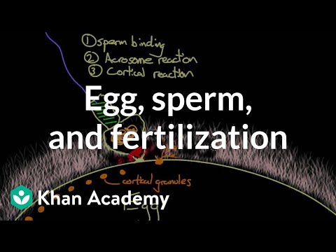 Egg, sperm, and fertilization