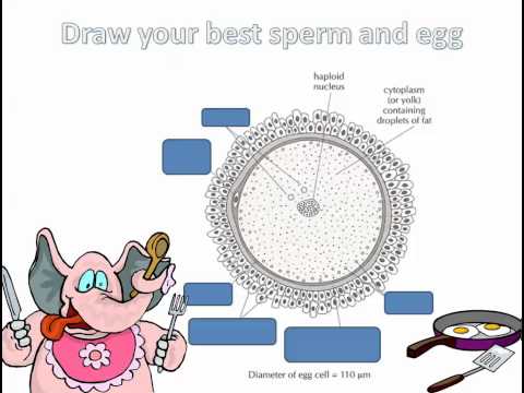 The Sperm and the Egg (IB Biology)