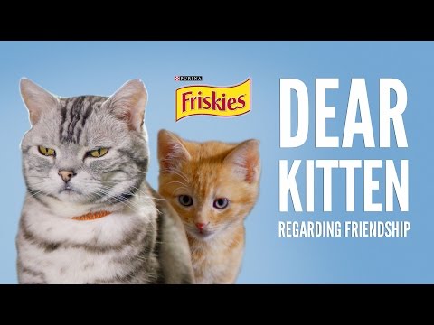 Dear Kitten: Regarding Friendship