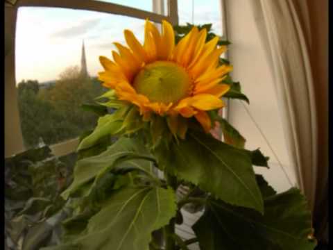 My Sunflower Timelapse: 15/3/10 - 24/7/10 - from Seed to Seed