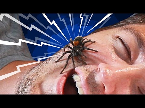 Do You Really Swallow Spiders When You Sleep?