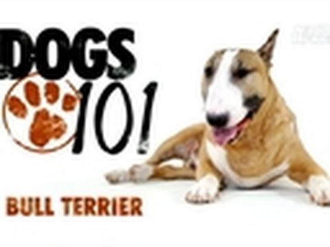 Dogs 101- Bull Terrier