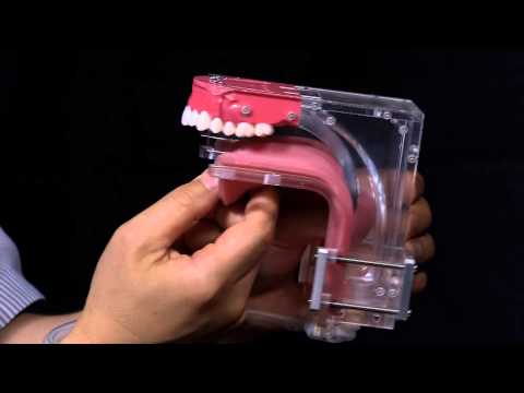 Vocal-tract Model with Flexible Tongue