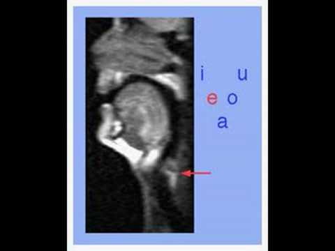 Vocal tract producing vowels