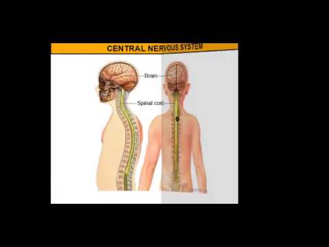 The Central Nervous System vs. The Peripheral Nervous System