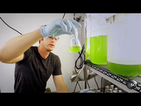 Algae Fuel Could Change the World | World's Strangest