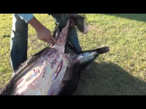 How to Cape and Quarter a Big Wild Boar Hog