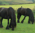 Equine DNA Testing