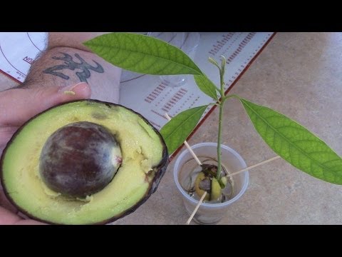 HOW TO GROW AVOCADO TREE FROM SEED.