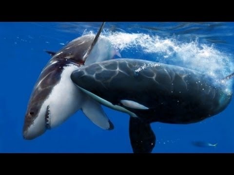 Discovery wild animals Great White shark Vs Killer Whale Discovery channel documentary films HD