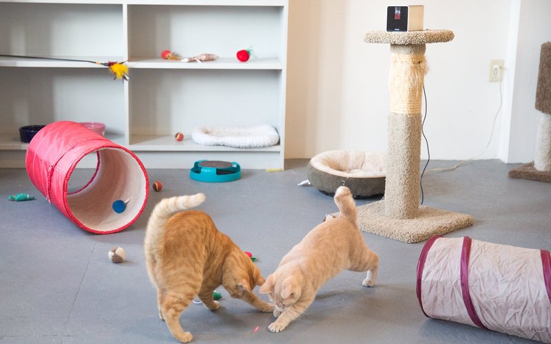 Play with your pet using a safe built-in laser toy