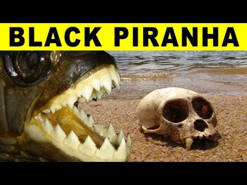 BIGGEST PIRANHA - Amazon River Monsters