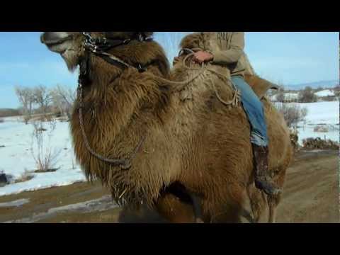 bactrian camel ride