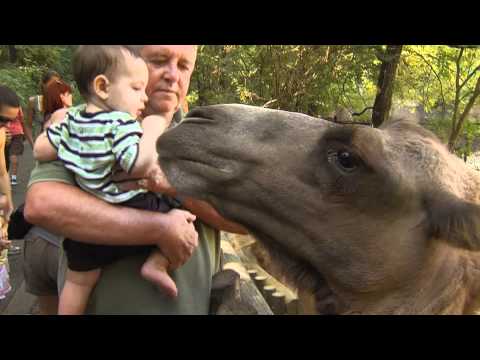 Bactrian Camel Encounter - Cincinnati Zoo