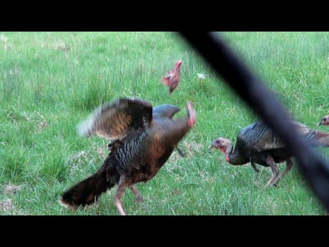 Magnus Bullhead Turkey Decapitation 2015