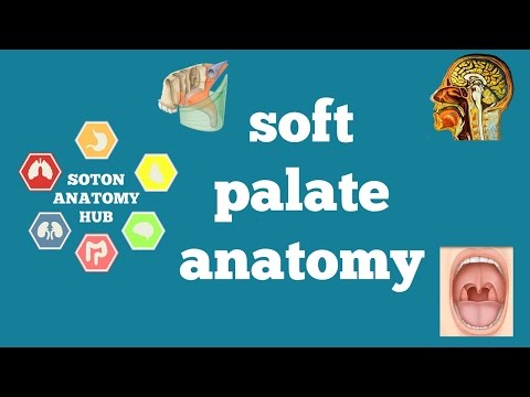 Soft palate anatomy