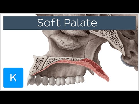 Soft palate - Function, Definition & Anatomy - Human Anatomy | Kenhub