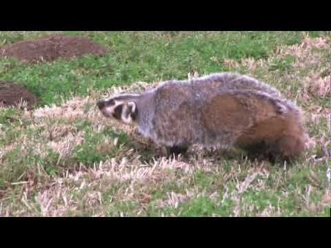 BADGER VS. HUMAN (CRAZY)