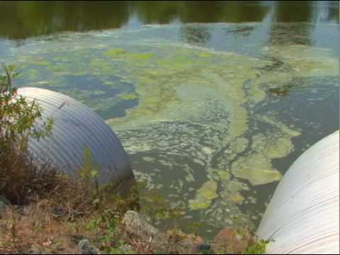 Algal Blooms Hit Center Stage