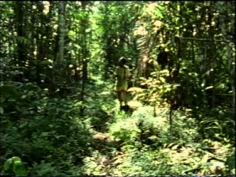 Amazon rainforest documentary