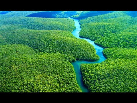 National geographic - Amazon Forest  - BBC wildlife animal documentary