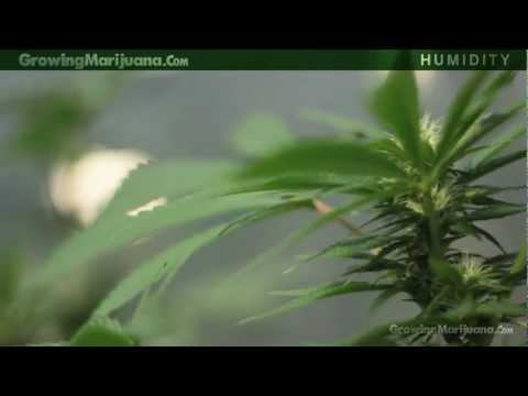 Humidity - Marijuana Growing Humidity Moisture - Growing Weed - 13