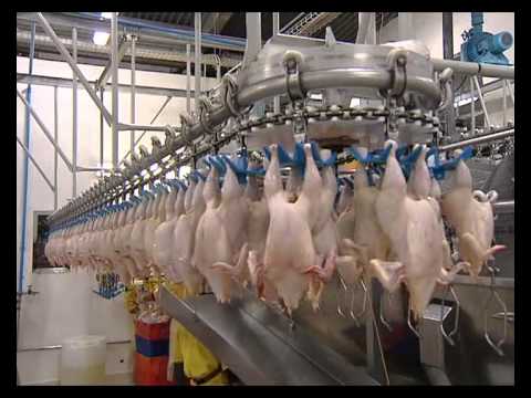 ARAB QATARI COMPANY FOR POULTRY PRODUCTION