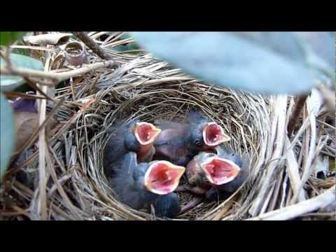 9 DAYS IN THE NEST - Baby Birds fom Egg to Fledgling a Compilation