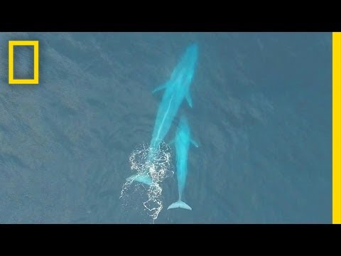 Baby Blue Whale Nursing (Exclusive Drone Footage)