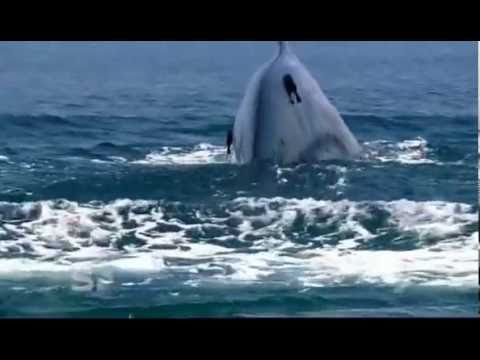 Worlds Largest Blue Whale colony - Discovered in Sri Lanka