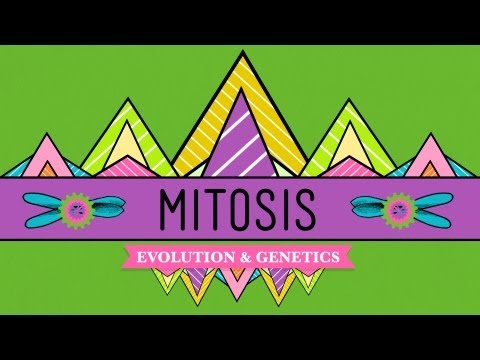 Mitosis: Splitting Up is Complicated - Crash Course Biology #12