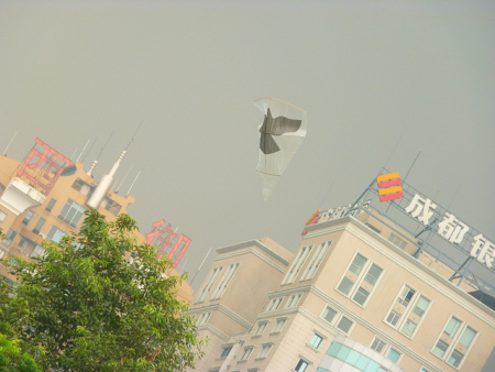 Kitebird at People's Park, Chengdu, (c) 2012, Brian Awehali