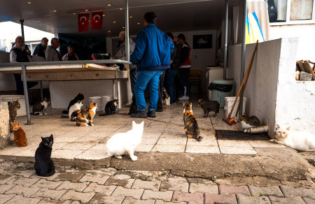 Alicati cats stake out A.M. rendering lessons at the fish market. It’s very important that not one, but two flags hang over your fish cleaning operation. (c) 2016 Brian Awehali