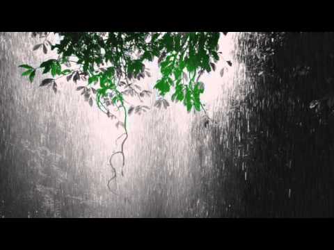 Nature Sounds: Rainforest Sounds with Distant Thunder