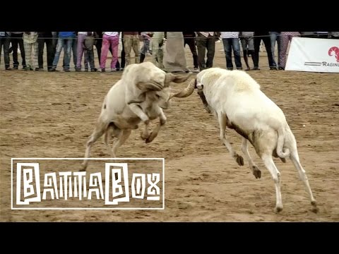 ANIMAL SPORT: Ram Fighting in Nigeria!