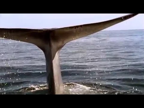 Blue Whale - Blue Planet - BBC wildlife