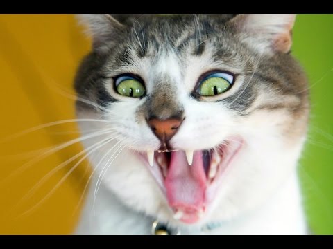 Funny Cats Compilation 60 min - NEW in HD 2014