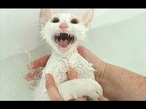 Cats Saying "No" to Bath - A Funny Cats In Water Compilation