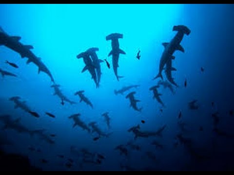 Pacific Ocean Sharks & Animals [Best Shark Nature Wildlife Documentary]