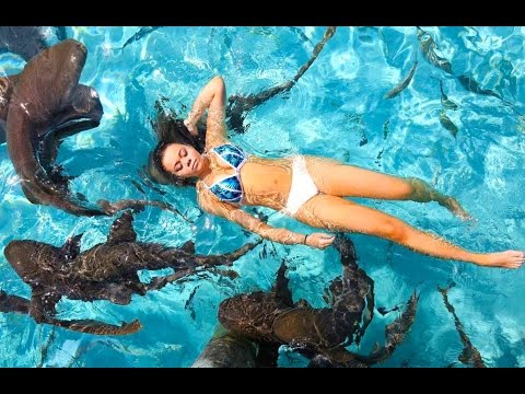 SWIMMING WITH SHARKS! | HeyItsSarai